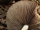 Psathyrella vesiculocystis image