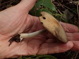 Psathyrella vesiculocystis image
