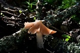 Hygrocybe calyptriformis var. calyptriformis image