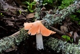 Hygrocybe calyptriformis var. calyptriformis image