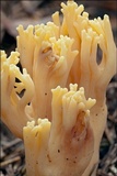 Ramaria longispora image