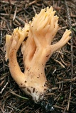 Ramaria longispora image
