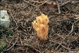 Ramaria longispora image