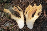 Ramaria longispora image