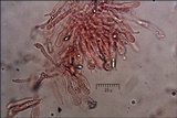 Ramaria longispora image