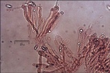 Ramaria longispora image