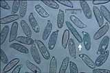 Ramaria longispora image