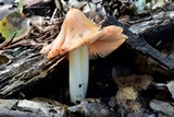 Hygrocybe calyptriformis var. calyptriformis image