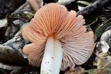 Hygrocybe calyptriformis var. calyptriformis image