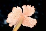 Humidicutis calyptriformis image