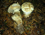 Catathelasma ventricosum image