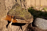 Phellinus robiniae image
