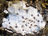 Ainoa geochroa image
