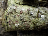 Bacidia rubella image