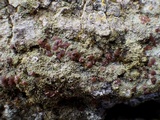 Bacidia rubella image
