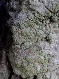 Bacidia rubella image