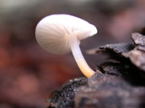 Strobilurus trullisatus image
