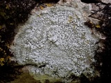 Pertusaria amara f. amara image