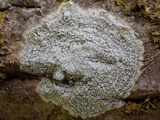 Pertusaria amara f. amara image
