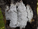 Pertusaria amara f. amara image