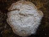 Pertusaria amara f. amara image