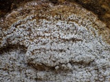 Pertusaria amara f. amara image