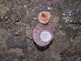 Coltricia cinnamomea image