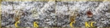 Pertusaria amara f. amara image