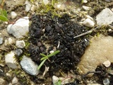 Collema tenax var. tenax image