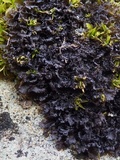 Leptogium lichenoides image
