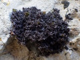 Leptogium lichenoides image