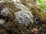 Cladonia pocillum image
