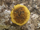 Caloplaca aurantia image