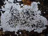 Solenopsora candicans image