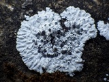Solenopsora candicans image