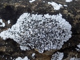 Solenopsora candicans image
