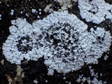 Solenopsora candicans image