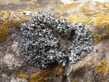 Phaeophyscia orbicularis image