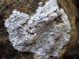Physcia caesia image