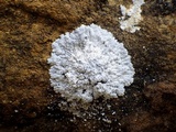 Physcia caesia image