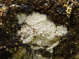 Verrucaria calciseda image