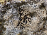 Arthonia calcarea image