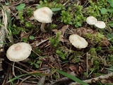 Inocybe lilacina image