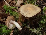 Inocybe flocculosa image
