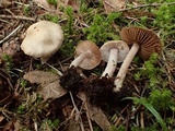 Inocybe flocculosa image