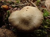 Inocybe flocculosa image