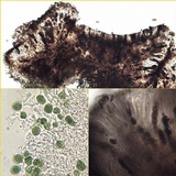 Diplotomma alboatrum image