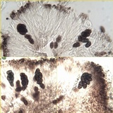 Diplotomma alboatrum image