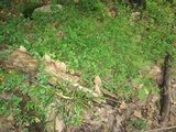 Ramaria stricta image