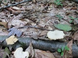 Polyporus leptocephalus image